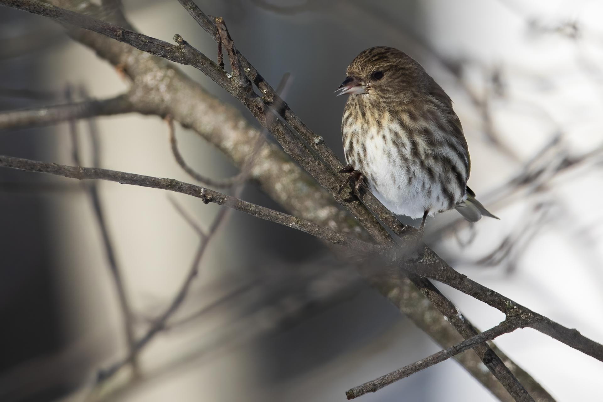 tarin-des-pins-pine siskin